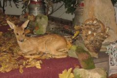 Hubertusmesse_6.11.09_028