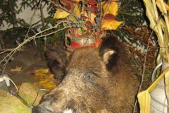 Hubertus_5.11.10_017
