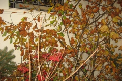 Hubertusmesse_4.11.2011_076