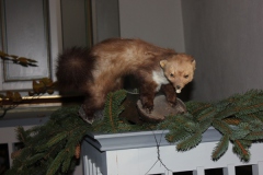 Hubertusmesse_2.11.12_014