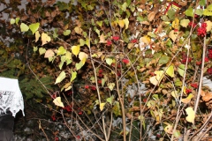Hubertusmesse_2.11.12_030
