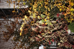 Hubertus_2014-IMG_23073833