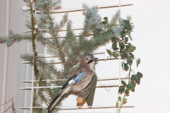 IMG_9188_Hubert_15
