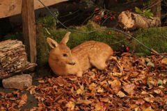 hubertusmesse_2025_00001