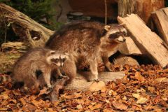 hubertusmesse_2025_00002