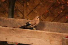 hubertusmesse_2025_00003