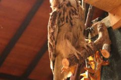 hubertusmesse_2025_00006