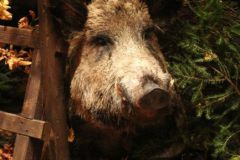 hubertusmesse_2025_00007