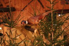 hubertusmesse_2025_00009