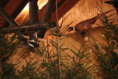 hubertusmesse_2025_00011