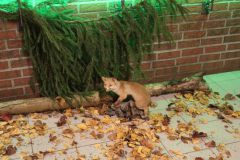 hubertusmesse_2025_00017