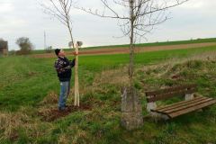OB_Baume_pfl._9.4.16_2