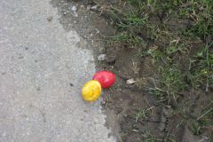 Ostereierwettrollen 2010