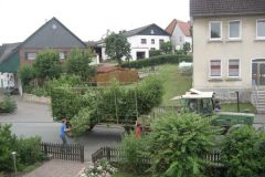 Vogel_u._Baumgrun_010