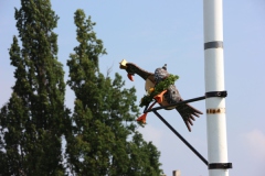 Vogel_28.7.14_-_IMG_1750019
