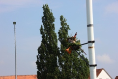 Vogel_28.7.14_-_IMG_1750022