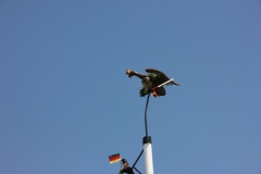Vogel_28.7.14_-_IMG_1750059