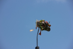 Vogel_28.7.14_-_IMG_1750061