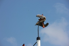 Vogel_28.7.14_-_IMG_1750065