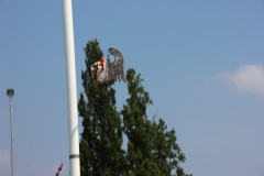 Vogel_28.7.14_-_IMG_1750067