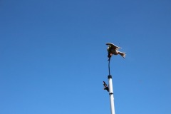 055_Vogelschiessen_23.07.2018_IMG_6851