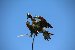 schuetzenfest_montag_2024_00052