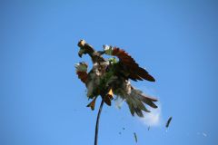 schuetzenfest_montag_2024_00053