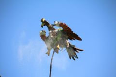 schuetzenfest_montag_2024_00054