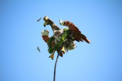 schuetzenfest_montag_2024_00057